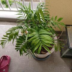 観葉植物テーブルヤシの画像