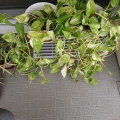 観葉植物ポトス2セットの画像