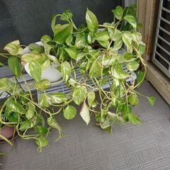 観葉植物ポトス2セット