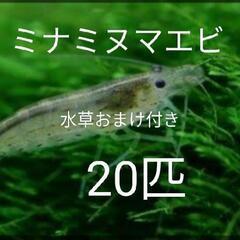 ⑥ミナミヌマエビ