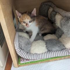 三毛.パステルカラーの仔猫(=^・^=)