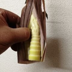 ハチク15㎏〜　岐阜県産　無農薬 ハチク15㎏〜 岐阜県産 無農薬 - メルカリ