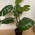 ランキングキーワードに紐づく投稿画像-観葉植物