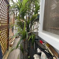 フェイクインテリアグリーン　鉢植え　緑　
