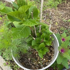 紫陽花　大