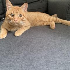 推定10ヶ月のオス猫マロンくん 