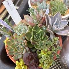 そのまま飾れる多肉植物の寄せ植え