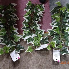 daiso　未使用品　3本セット