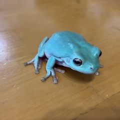 イエアメガエル　ブルー1匹の画像