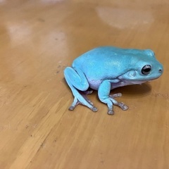 イエアメガエル　ブルー1匹の画像