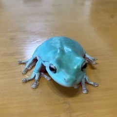 イエアメガエル　ブルー1匹の画像