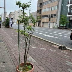 ジュランタン