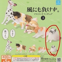 風にも負けず　ガチャ　ラグドール　
