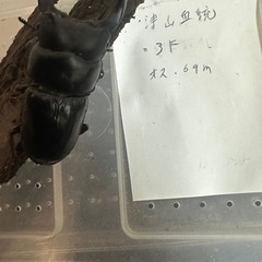 津山産 クワガタ