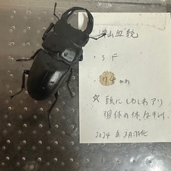 津山産 クワガタ