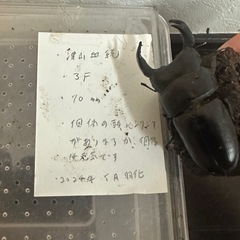 津山産 クワガタ