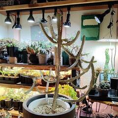 【引取限定80cm超】　ユーフォルビア　ホワイトゴースト 観葉植物の画像