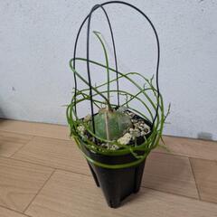 蒼角殿美品の画像