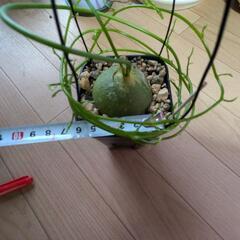 蒼角殿美品の画像