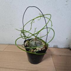 蒼角殿美品の画像