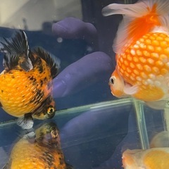 良個体!!　ピンポンパール S〜Mサイズの画像