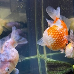 良個体!!　ピンポンパール S〜Mサイズの画像
