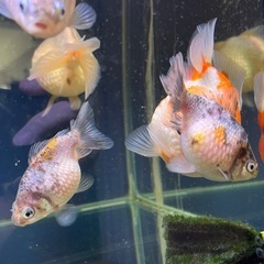 良個体!!　ピンポンパール S〜Mサイズの画像