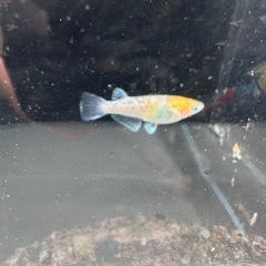 メダカ　スーパー銀鱗　幼魚10匹