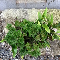 岩ヒバの画像