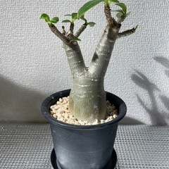 アデニウム