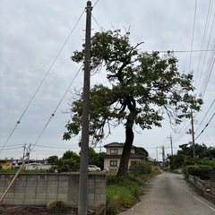 桐の木の画像