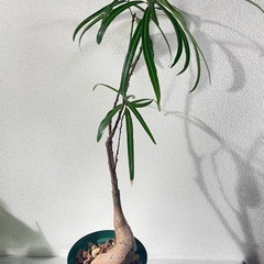 観葉植物