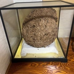 蜂の巣の模型
