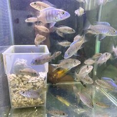 熱帯魚　アーリー幼魚