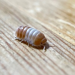 レッドパンダ ダンゴムシ 8匹の画像