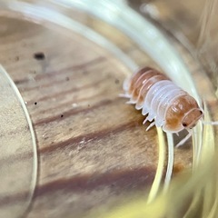 レッドパンダ ダンゴムシ 8匹の画像