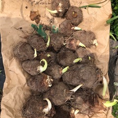 里芋　白芋　親芋　　種芋　