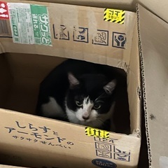 まん丸お目目のハチワレ