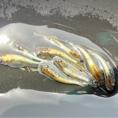 メダカ　レッドクリフダーク　メス4匹