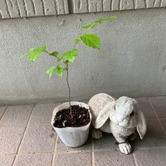 無農薬栽培　榎木　エノキの苗木の画像