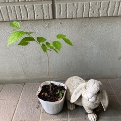 無農薬栽培　榎木　エノキの苗木の画像