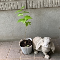 無農薬栽培　榎木　エノキの苗木の画像