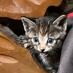 迷い猫差し上げます