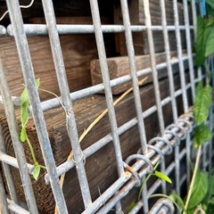 角材、薪にいかがですか？の画像