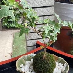 アイービー苔玉
