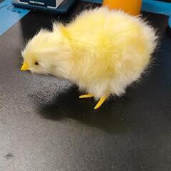 0526-016 リアルひよこ　置物