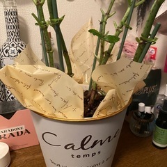 【無料で差し上げます】アジサイ　苗木　鉢植え(ピンク)/紫陽花