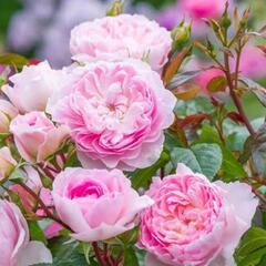 薔薇苗木