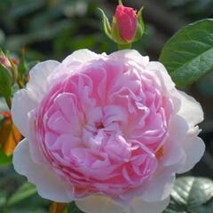 薔薇苗木