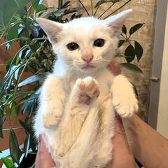 長いしっぽがかっこいいヤンチャな男の子の「ナズナ」